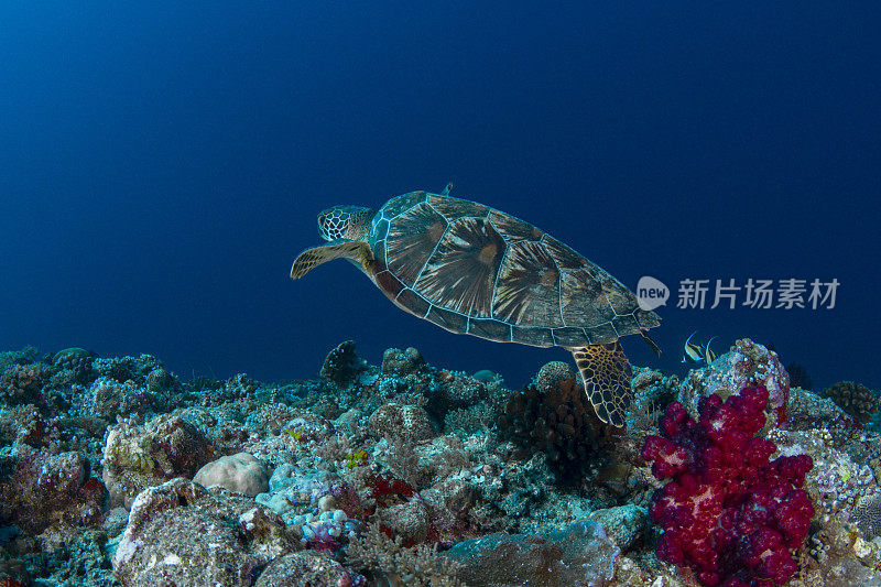 绿海龟(Chelonia mydas)